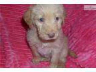 Labradoodle Puppy for sale in Birmingham, AL, USA
