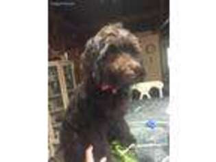 Portuguese Water Dog Puppy for sale in Landenberg, PA, USA