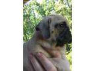 Pug Puppy for sale in Richmond, VA, USA