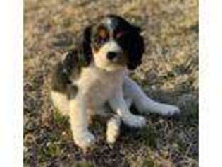 Cavalier King Charles Spaniel Puppy for sale in Broken Arrow, OK, USA