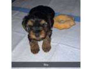 Yorkshire Terrier Puppy for sale in Redlands, CA, USA