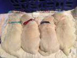 Golden Retriever Puppy for sale in EAST LANSING, MI, USA