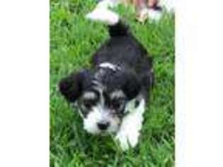 Havanese Puppy for sale in Jackson, MS, USA