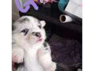 Pembroke Welsh Corgi Puppy for sale in Clovis, CA, USA