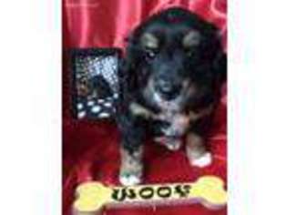 Mutt Puppy for sale in Rimersburg, PA, USA