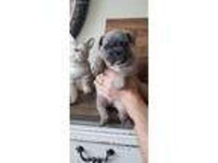 French Bulldog Puppy for sale in New Tazewell, TN, USA