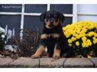 Rottweiler Puppy for sale in Wooster, OH, USA