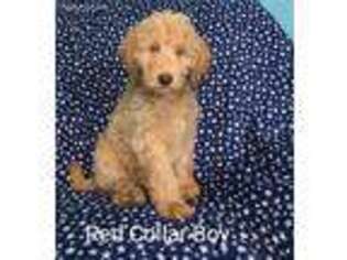 Goldendoodle Puppy for sale in Ackworth, IA, USA