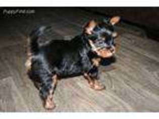 Yorkshire Terrier Puppy for sale in Pryor, OK, USA
