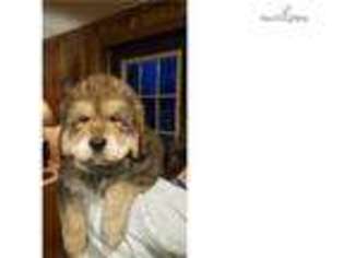 Tibetan Mastiff Puppy for sale in Lexington, KY, USA