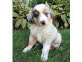 Miniature Australian Shepherd Puppy for sale in Blomkest, MN, USA