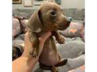 Dachshund Puppy for sale in Taylorville, IL, USA