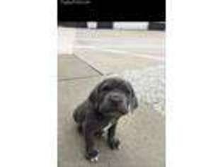 Neapolitan Mastiff Puppy for sale in Dallas Center, IA, USA