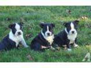 Boston Terrier Puppy for sale in FAYETTEVILLE, PA, USA