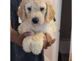Goldendoodle Puppy for sale in Jacksonville, FL, USA