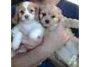 Cavapoo Puppy for sale in FYFFE, AL, USA