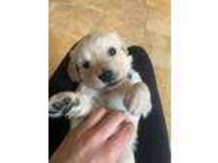 Golden Retriever Puppy for sale in Moreland, GA, USA