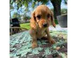 Cavapoo Puppy for sale in Rockport, IN, USA