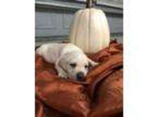Labrador Retriever Puppy for sale in Sebring, FL, USA