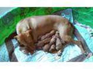 Vizsla Puppy for sale in OGDEN, UT, USA