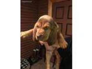 Bloodhound Puppy for sale in Roff, OK, USA
