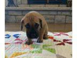 Great Dane Puppy for sale in Paxico, KS, USA