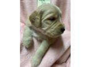 Goldendoodle Puppy for sale in Cynthiana, KY, USA