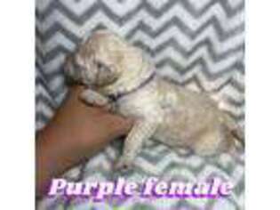 Goldendoodle Puppy for sale in Orange Grove, TX, USA