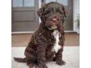 Portuguese Water Dog Puppy for sale in Newport, PA, USA