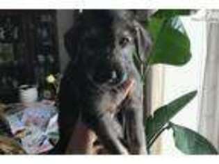 Irish Wolfhound Puppy for sale in Abilene, TX, USA