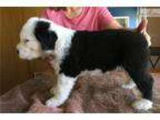 Old English Sheepdog Puppy for sale in Missoula, MT, USA