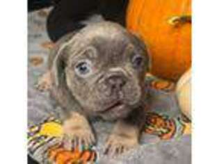 French Bulldog Puppy for sale in Lewes, DE, USA