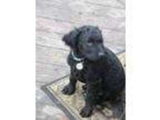Mutt Puppy for sale in Addison, NY, USA