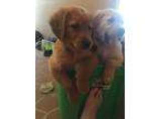 Golden Retriever Puppy for sale in Thorndale, TX, USA
