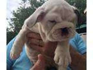 Bulldog Puppy for sale in Georgetown, TX, USA