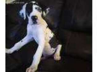 Great Dane Puppy for sale in Williamsburg, OH, USA