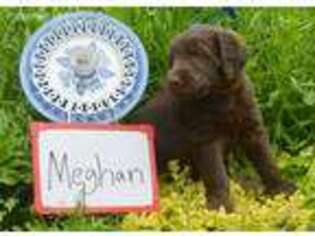 Labradoodle Puppy for sale in Holcombe, WI, USA