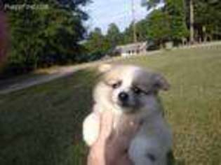 Pomeranian Puppy for sale in Snellville, GA, USA