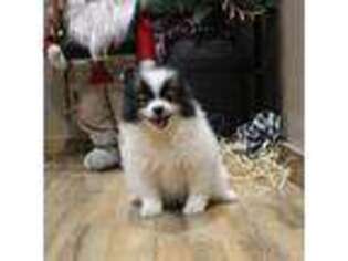 Pomeranian Puppy for sale in Grovespring, MO, USA