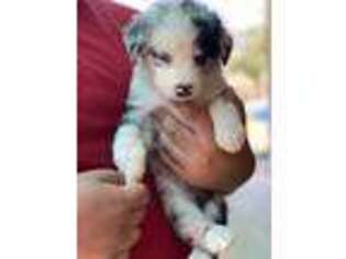 Australian Shepherd Puppy for sale in Lindsay, CA, USA