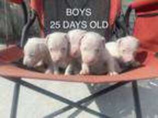 Dogo Argentino Puppy for sale in Canton, MO, USA
