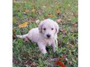Goldendoodle Puppy for sale in Nickelsville, VA, USA