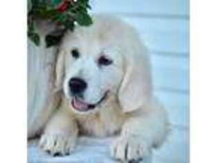 Mutt Puppy for sale in Auburn, KY, USA
