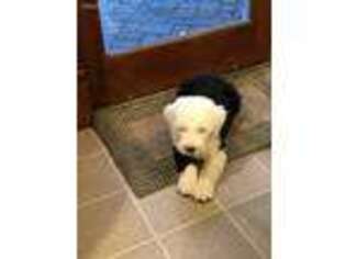 Old English Sheepdog Puppy for sale in Lucerne, IN, USA