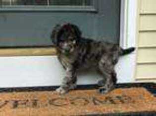 Mutt Puppy for sale in Goshen, OH, USA