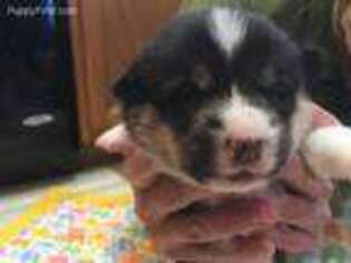 Pembroke Welsh Corgi Puppy for sale in Spring Valley, MN, USA