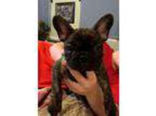 French Bulldog Puppy for sale in Foley, MO, USA