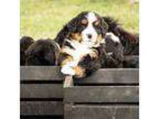 Bernese Mountain Dog Puppy for sale in Parnell, IA, USA