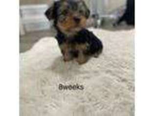 Yorkshire Terrier Puppy for sale in Orangevale, CA, USA