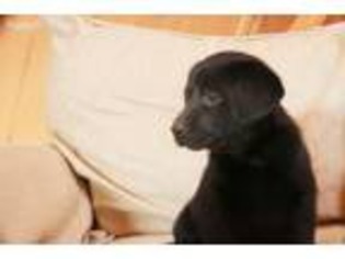 Labrador Retriever Puppy for sale in Blair, NE, USA